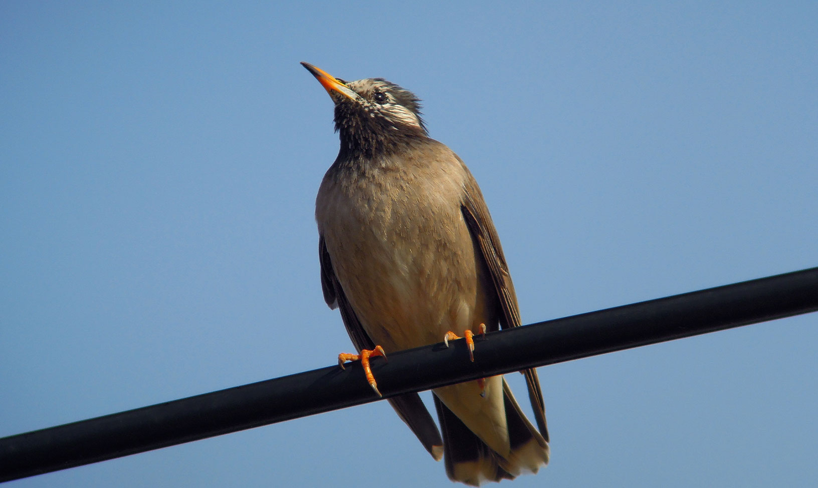 鳥の基礎知識 | 鳥害(ハト・ムクドリ・カラスなど) | 害獣・害虫駆除なら株式会社トゥルーテック