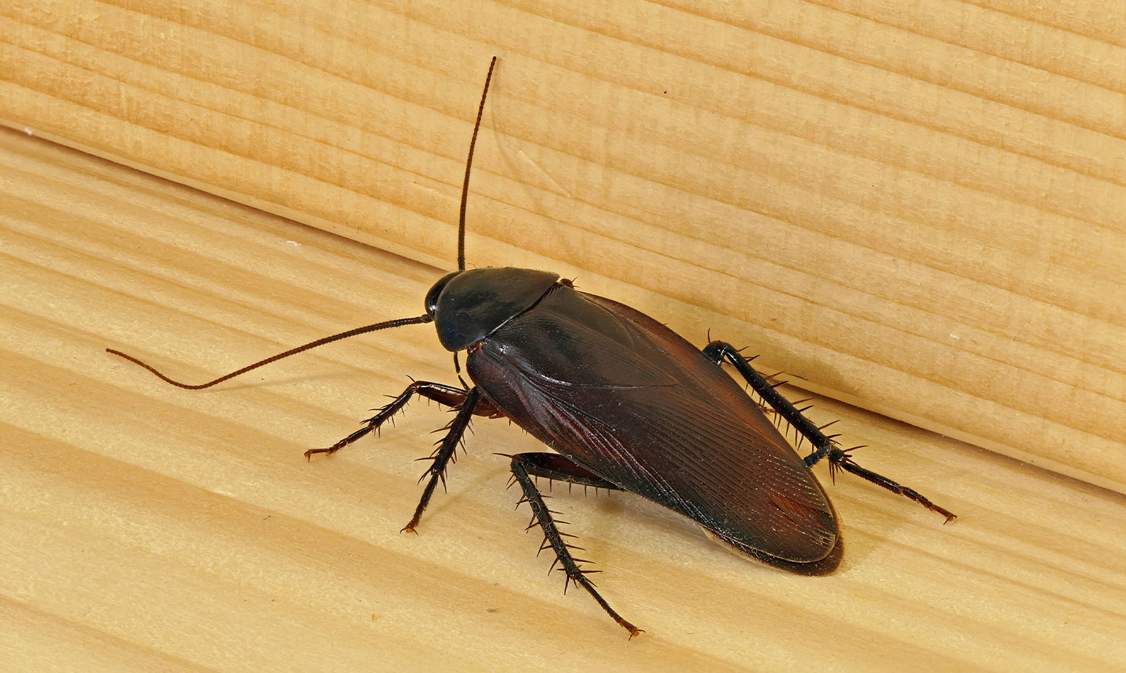 ゴキブリの基礎知識 | ゴキブリ駆除 | 害獣・害虫駆除なら株式会社トゥルーテック