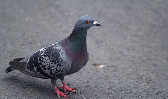 鳥の基礎知識