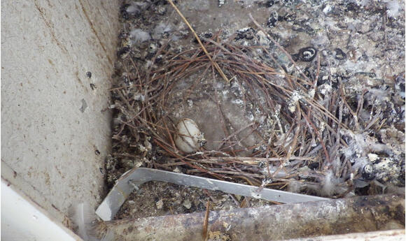 鳥による被害事例