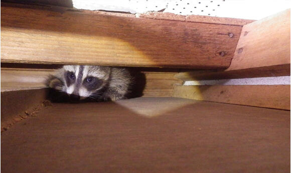 アライグマ被害事例