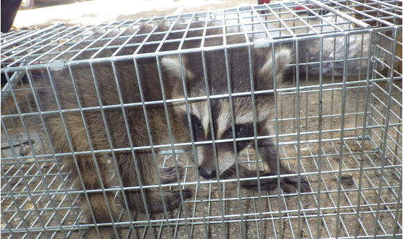 アライグマ駆除・防除施工料金