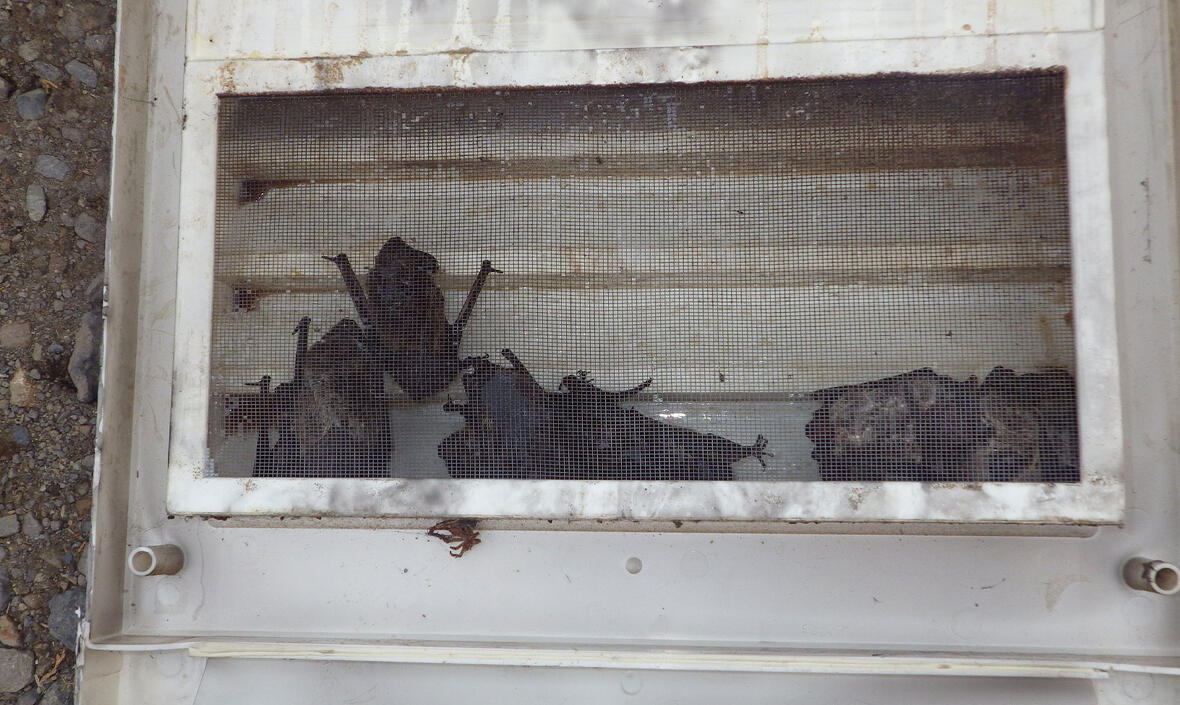 コウモリによる屋根裏被害