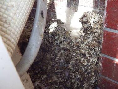 ハトの糞害:エアコンの室外機