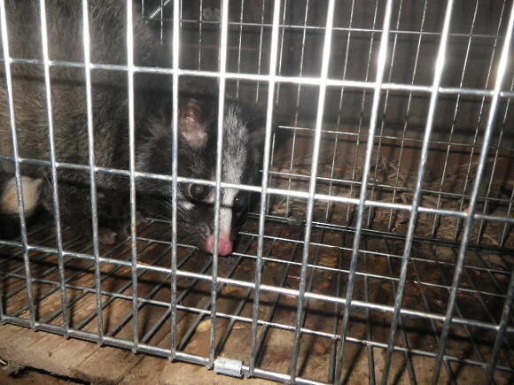 捕獲されたハクビシン