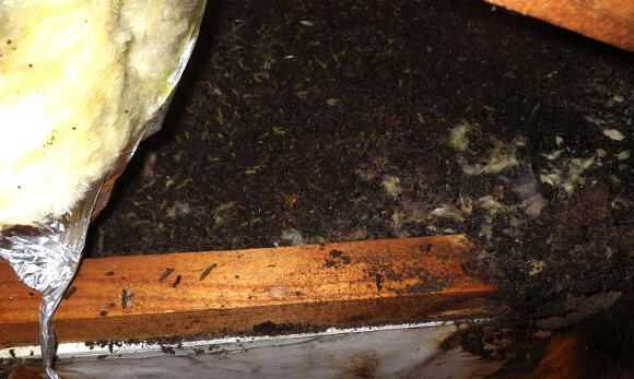 コウモリによる屋根裏に堆積した糞