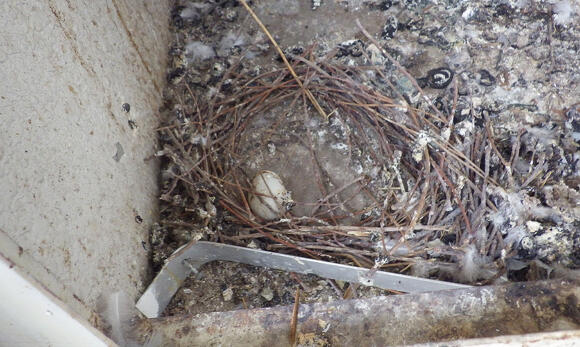 ベランダに作られた巣と糞害