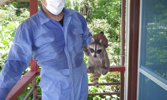 捕獲したアライグマ