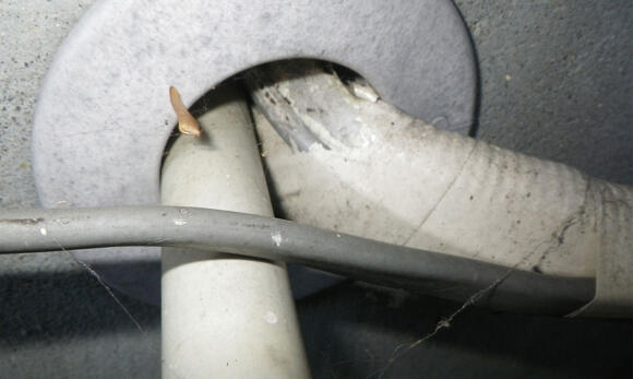 ネズミがかじった配線