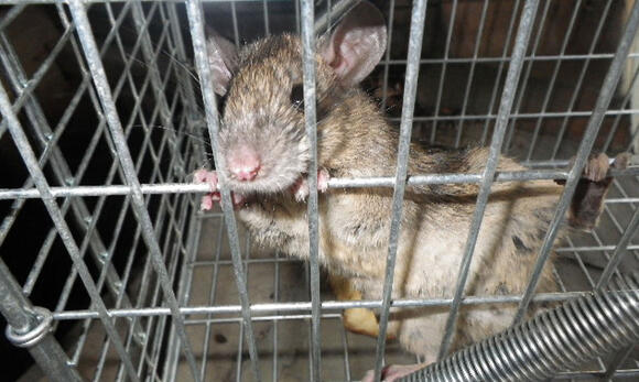 捕獲されたネズミ