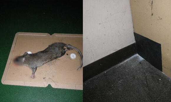 粘着シートで捕獲したネズミと塞いだ侵入口
