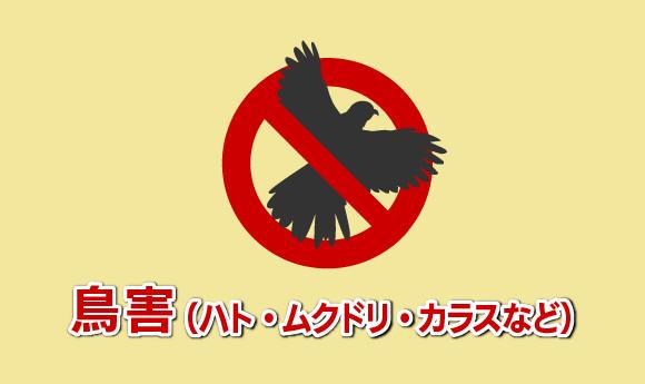 鳥害（ハト・ムクドリ・カラスなど）