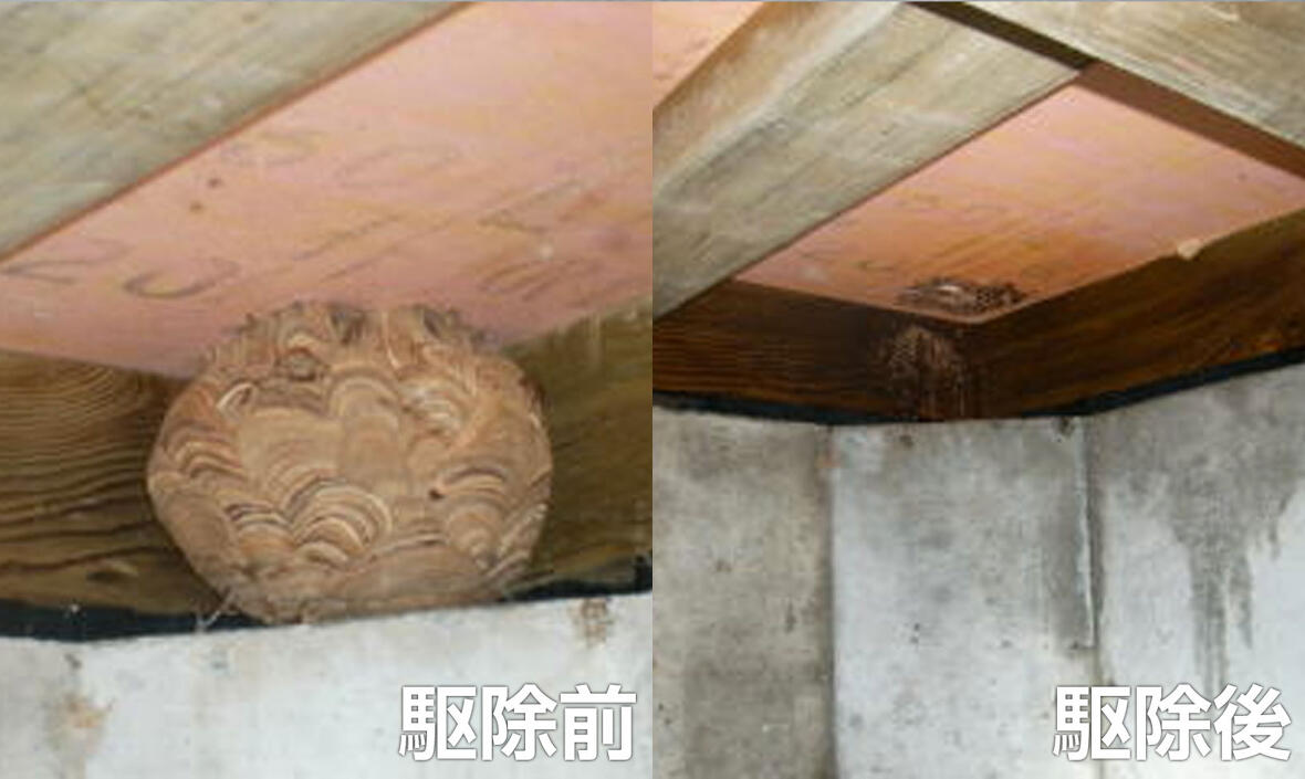 ハチ駆除前と後