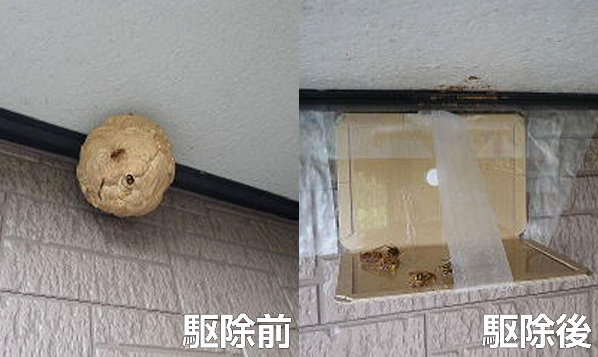 ハチ駆除前と後
