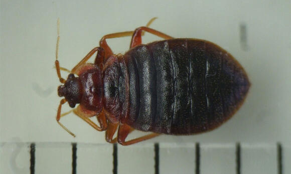 トコジラミの成虫