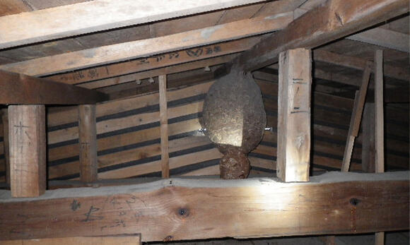 屋根裏の巨大なハチの巣