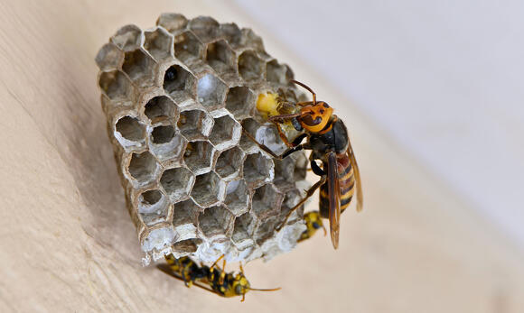 キイロスズメバチと巣