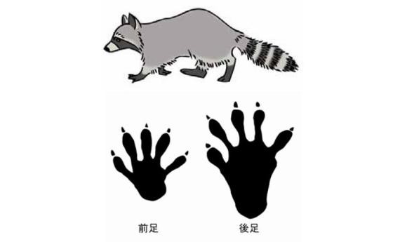 アライグマとはどんな動物？