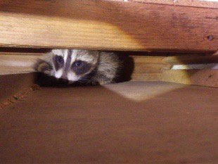 天井裏に潜むアライグマ