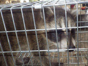 捕獲したアライグマ