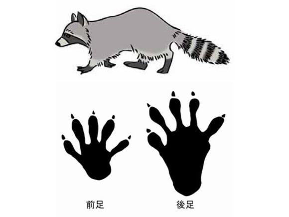 アライグマの特徴