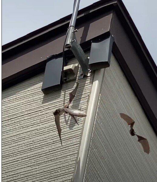 仕掛けから追い出されたコウモリ