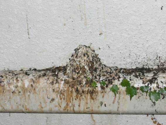 ハトの糞害:エアコンの配管