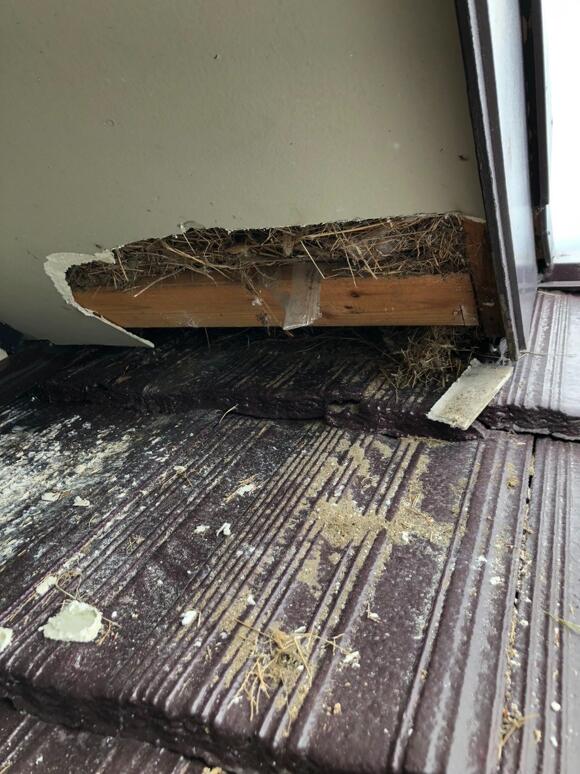 天井裏にスズメの巣