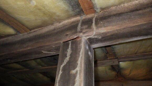 シロアリの蟻道2