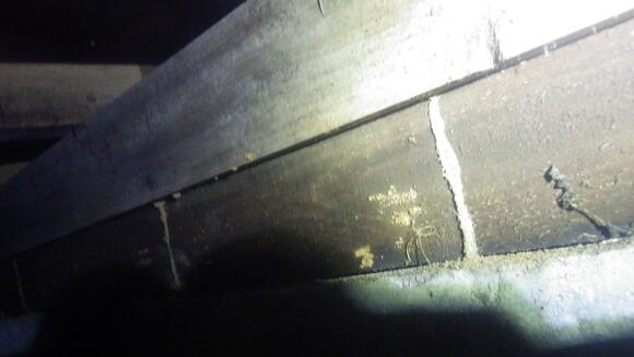 シロアリの発生